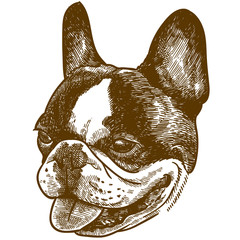 engraving illustration of  french bulldog head
