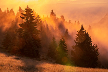 Obraz na płótnie Canvas Spectacular sunrise over the foggy forest