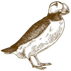 engraving antique illustration of horned puffin
