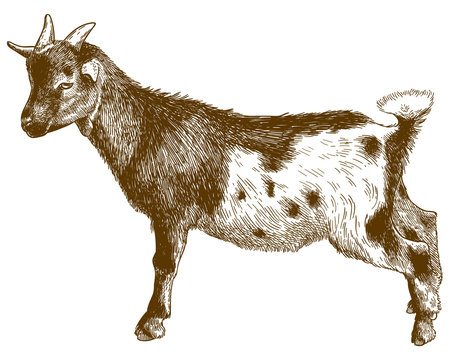 engraving antique illustration of goatling kid