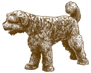 engraving illustration of portuguese water dog