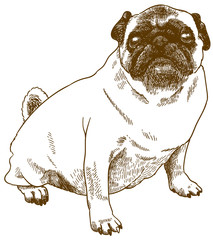 engraving antique illustration of pug dog