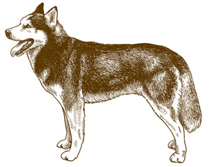 engraving illustration of husky dog