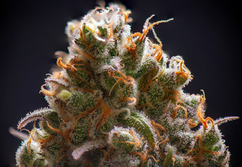 Macro detail of Cannabis flower with visible trichomes - 277436891