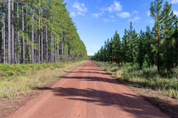 Fototapeta na wymiar Dirt road through pine forest