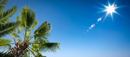Summer palms on sky and sun light 