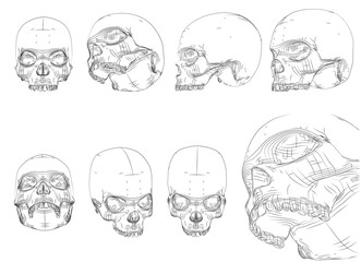 vector set on white background. human skull of black lines