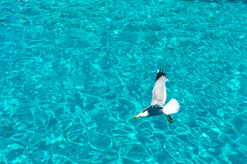 High angle view on the seagull flying against a clear blue sea water in sunny summer day