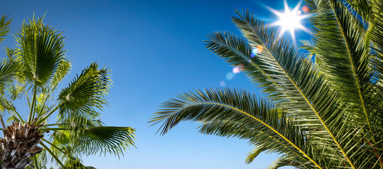 Fototapeta na wymiar Summer palms on sky and sun light 