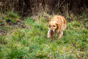 old golden retriever dog