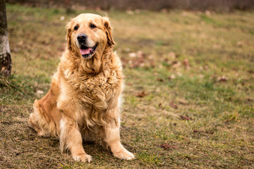 Obraz premium old golden retriever dog