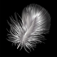 Feather isolated .   Vector illustration.