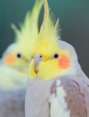 parrots
