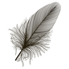 Obraz premium Feather isolated . Vector illustration.