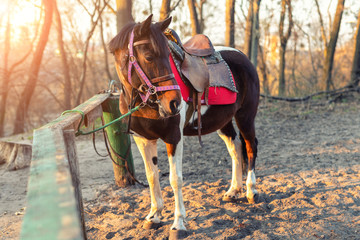 Fototapeta na wymiar Sadddled alone horse tied to wooden fence in city park or forest waiting for riding on bright sunset autumn day