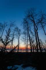 Silhouettes of spring trees without leaves against the backdrop of the rising sun