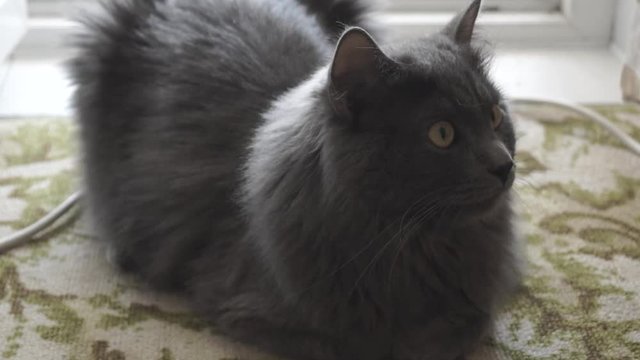 A Russian blue cat sits on a carpet.