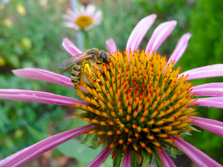 Abeille butinant rudbéckia