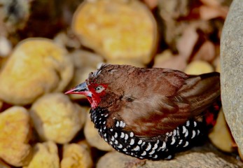 painted finch