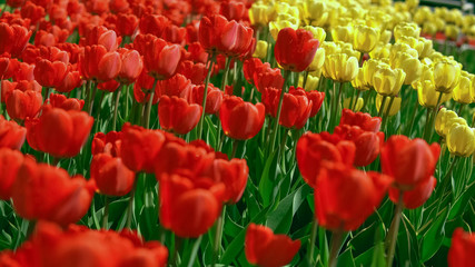 Freshness in the tulip field. Colorful flowers in dew drops and insects.