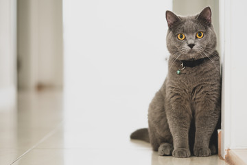 british shorthair cat on white