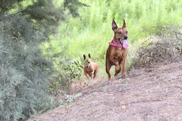 Yuma llegando primero