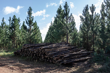 pile of logs in the forest