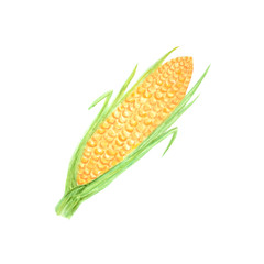 Watercolor painted vegetables. Hand drawn fresh vegan food Corn design elements isolated on white background.
