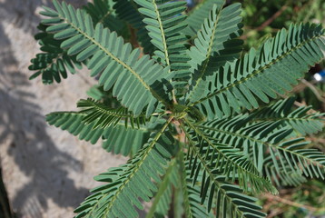 green leaves of a tree