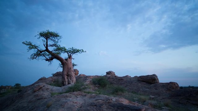 Loop of A linear day to night timelapse on a rocky hill with a majestic Baobab tree silhouetted against the Milky Way night sky, Botswana, Mashatu.