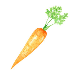 Watercolor painted vegetables. Hand drawn fresh vegan food Carrot design elements isolated on white background.