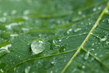 Water drop on green leaf background.