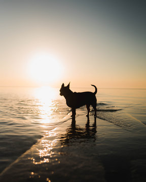 dog sunrise silhouette