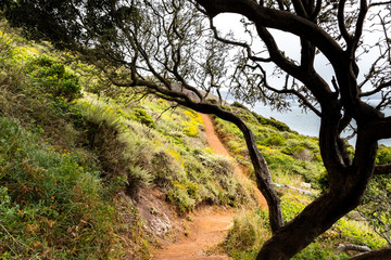 Fototapeta na wymiar Walking path on the Pacific Ocean coastline; foggy day; Marin Headlands, San Francisco bay area, California