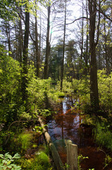 Pinelands