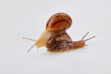 Garden Snails on a white background. Studio shot. Helix Aspersa Muller, Maxima Snail, Organic...