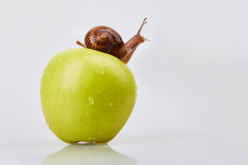 Garden Snail crawling on an apple on a white background. Studio shot. Helix Aspersa Muller, Maxima...