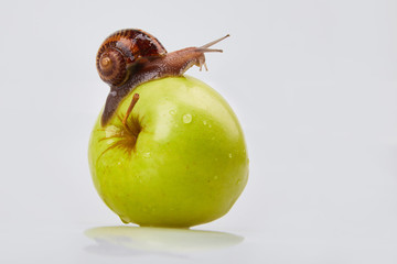 Garden Snail crawling on an apple on a white background. Studio shot. Helix Aspersa Muller, Maxima...