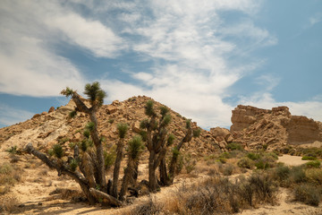 joshua tree in the desert