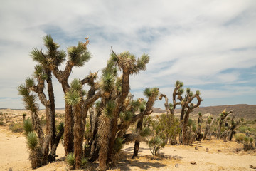 Fototapeta na wymiar joshua tree in the desert