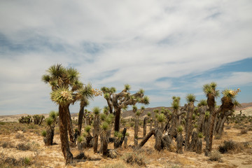 joshua tree in the desert