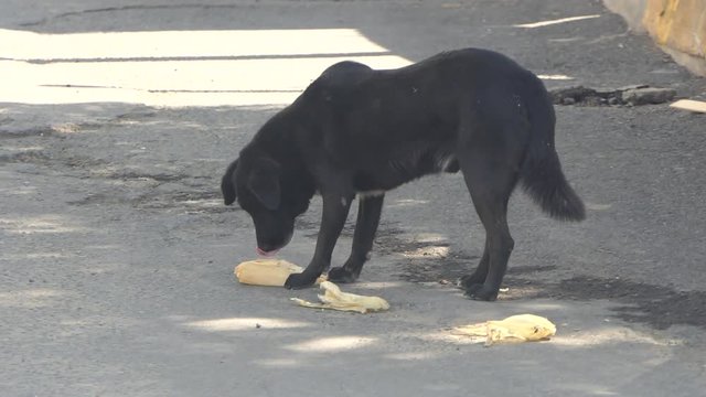 Straßenhund in Mexiko