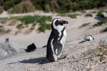 Close up shot of african penguin on beach