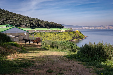 Horses on the island of Büyükada, Istanbul, Turkey