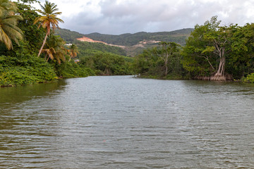Mangrove, plan d'eau entouré de palétuviers