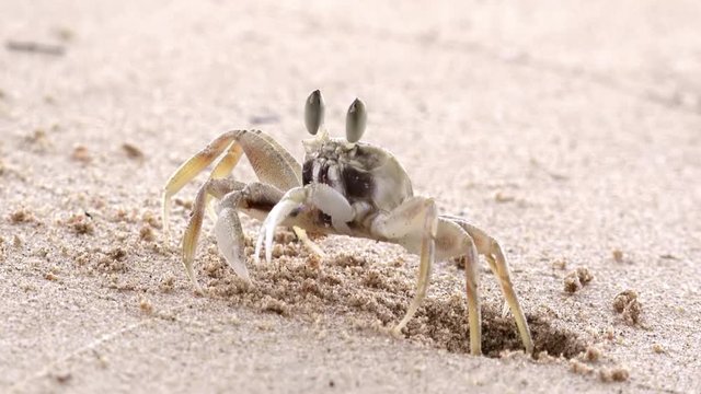 Close-up of little ghost crab hiding in burrow made in sandy beach of tropical coast. Wild aquatic animal moves back to hole dug in sand of seashore. Behavior of exotic crustacean in natural habitat.