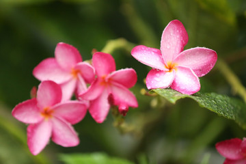 Fototapeta na wymiar pink flower with water drops of dew