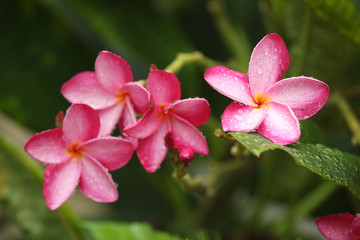 pink flower with water drops of dew