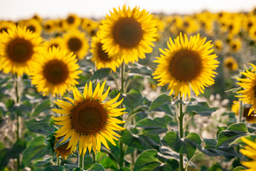 Obraz premium field of blooming sunflowers on a background