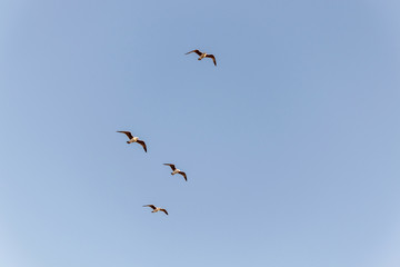 Flock of Seagulls Flying in the blue sky